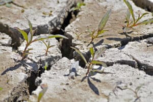 Et en cas d’interdiction d’arroser en période de sécheresse ? L’irrigation souterraine des végétaux par les effluents traités via un dispositif agréé permet un arrosage permanent et régulier même en cas d’interdiction d’arrosage.