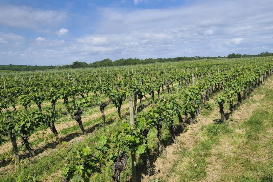 Expertise Géotechnique Projets Photovoltaïques